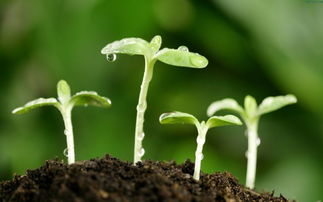 沈阳15天天气预报，春日变幻，冷暖交替中迎接花开